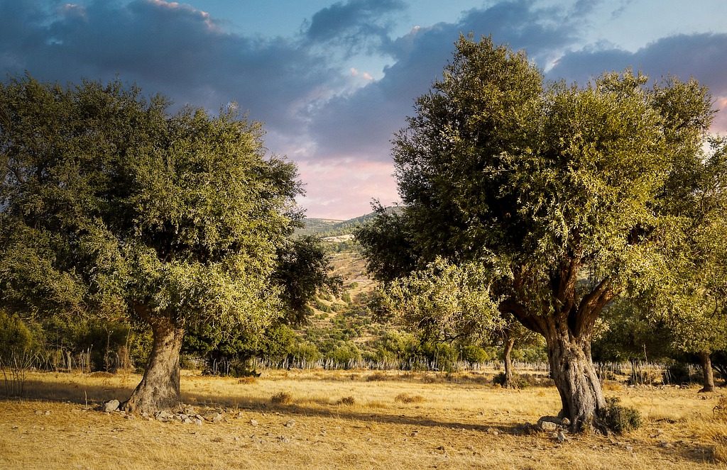 trees, olive, field-5653742.jpg
