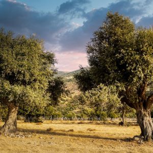 trees, olive, field-5653742.jpg